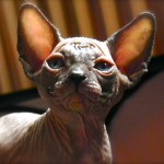 Sphynx Les Elfes du Lac