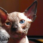 Sphynx Les Elfes du Lac