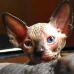 Sphynx Les Elfes du Lac