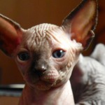 Sphynx Les Elfes du Lac