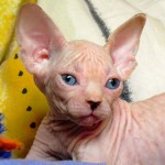 Sphynx Les Elfes du Lac