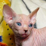 Sphynx Les Elfes du Lac