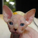 Sphynx Les Elfes du Lac