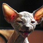 Sphynx Les Elfes du Lac