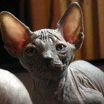 Sphynx Les Elfes du Lac