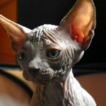 Sphynx Les Elfes du Lac