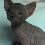 Sphynx Les Elfes du Lac