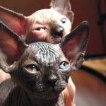 Sphynx Les Elfes du Lac