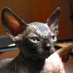 Sphynx Les Elfes du Lac