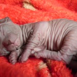 Sphynx Les Elfes du Lac