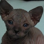 Sphynx Les Elfes du Lac