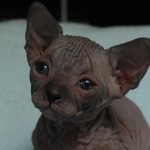 Sphynx Les Elfes du Lac