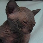 Sphynx Les Elfes du Lac