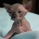 Sphynx Les Elfes du Lac