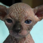 Sphynx Les Elfes du Lac