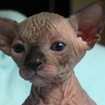 Sphynx Les Elfes du Lac