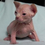 Sphynx Les Elfes du Lac