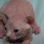 Sphynx Les Elfes du Lac