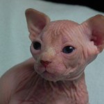 Sphynx Les Elfes du Lac