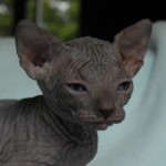 Sphynx Les Elfes du Lac