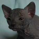 Sphynx Les Elfes du Lac