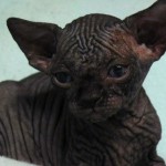 Sphynx Les Elfes du Lac