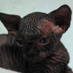 Sphynx Les Elfes du Lac