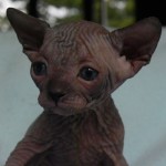 Bébé sphynx les Elfes du Lac