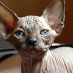 Bébé sphynx les Elfes du Lac