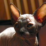 Bébé sphynx les Elfes du Lac