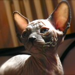 Bébé sphynx les Elfes du Lac