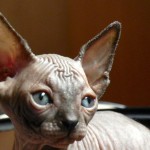 Bébé sphynx les Elfes du Lac