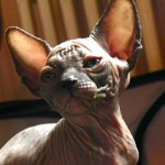 Bébé sphynx les Elfes du Lac