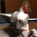 Bébé sphynx les Elfes du Lac