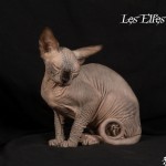 Bébé sphynx les Elfes du Lac