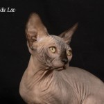 Bébé sphynx les Elfes du Lac