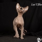 Bébé sphynx les Elfes du Lac