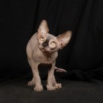 Bébé sphynx les Elfes du Lac