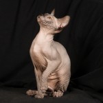 Bébé sphynx les Elfes du Lac