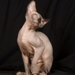 Bébé sphynx les Elfes du Lac