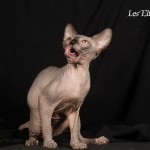 Bébé sphynx les Elfes du Lac