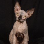 Bébé sphynx les Elfes du Lac