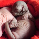 Bébé sphynx les Elfes du Lac