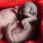 Bébé sphynx les Elfes du Lac