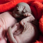 Bébé sphynx les Elfes du Lac