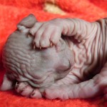 Bébé sphynx les Elfes du Lac