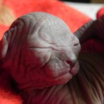 Bébé sphynx les Elfes du Lac