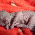 Bébé sphynx les Elfes du Lac