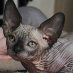 Bébé sphynx les Elfes du Lac