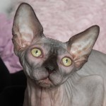 Bébé sphynx les Elfes du Lac